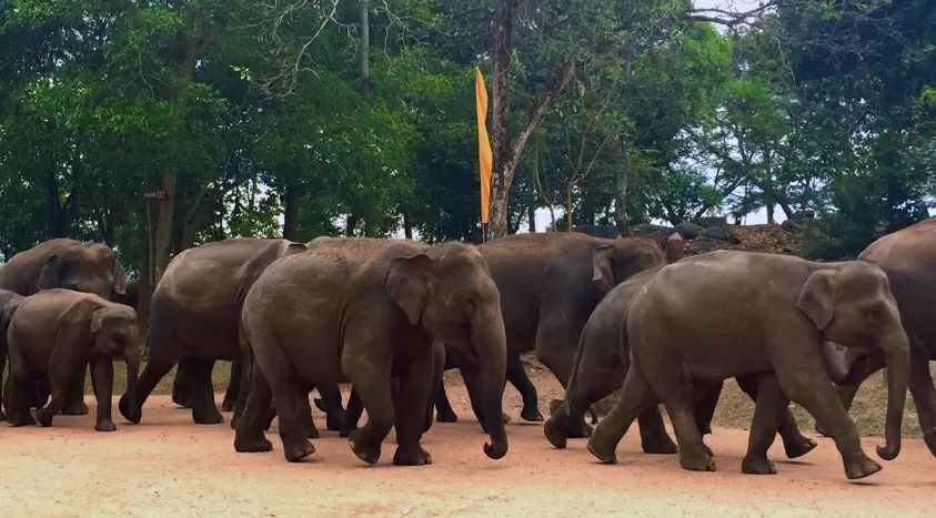 Sri Lanka elevandid