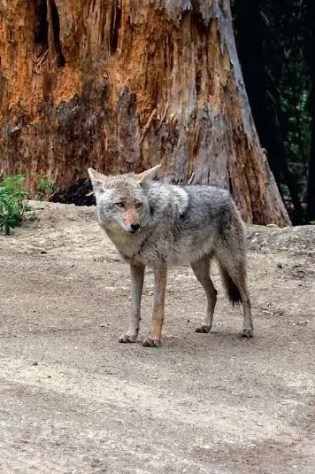 Koiott Yosemite rahvuspargis